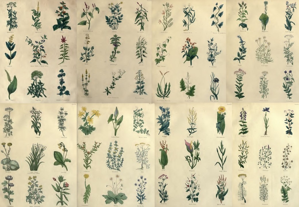 herbs